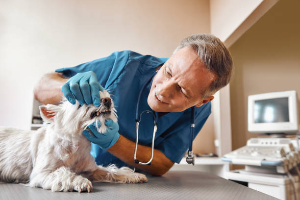 Best Emergency Tooth Extraction in Sycamore, IL